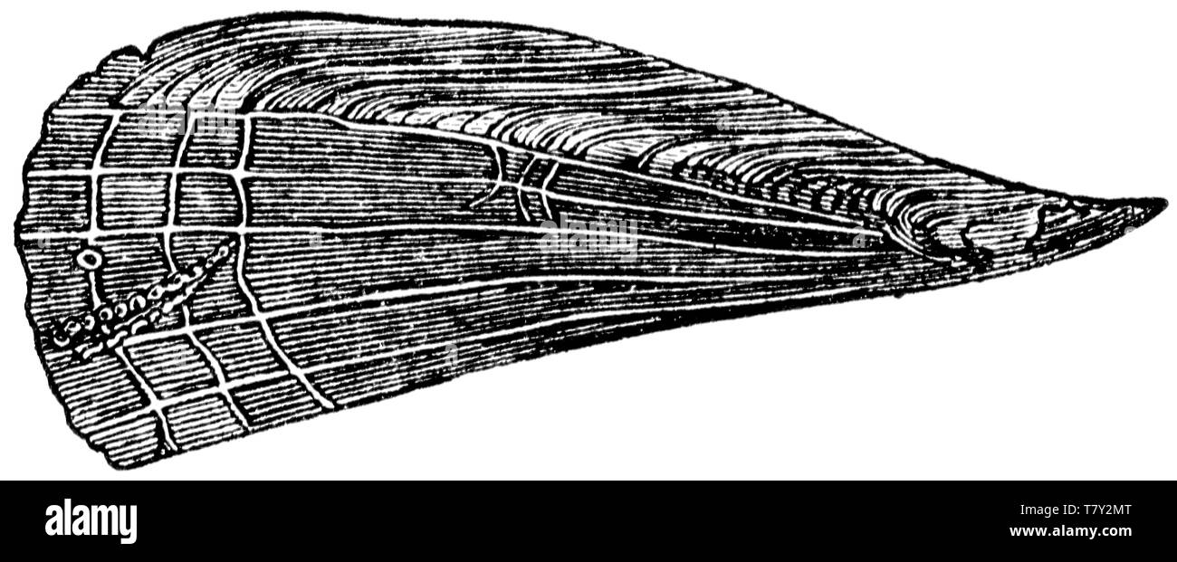 Holz graviert Illustration, von der "Schatzkammer der Natur" von Samuel Maunder, veröffentlicht 1848 Stockfoto