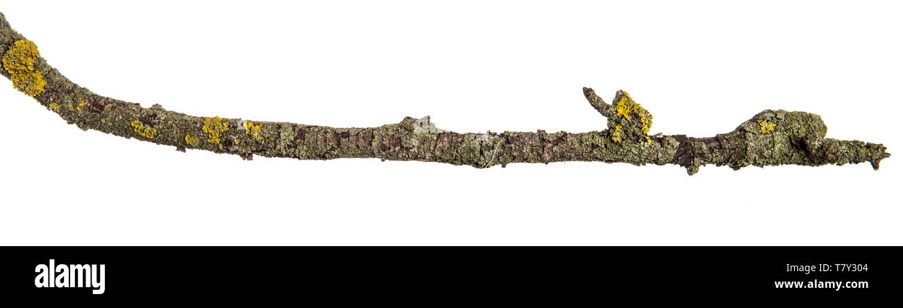 Teil einer trockenen Zweig einer toten Birnbaum. isoliert auf weißem Stockfoto