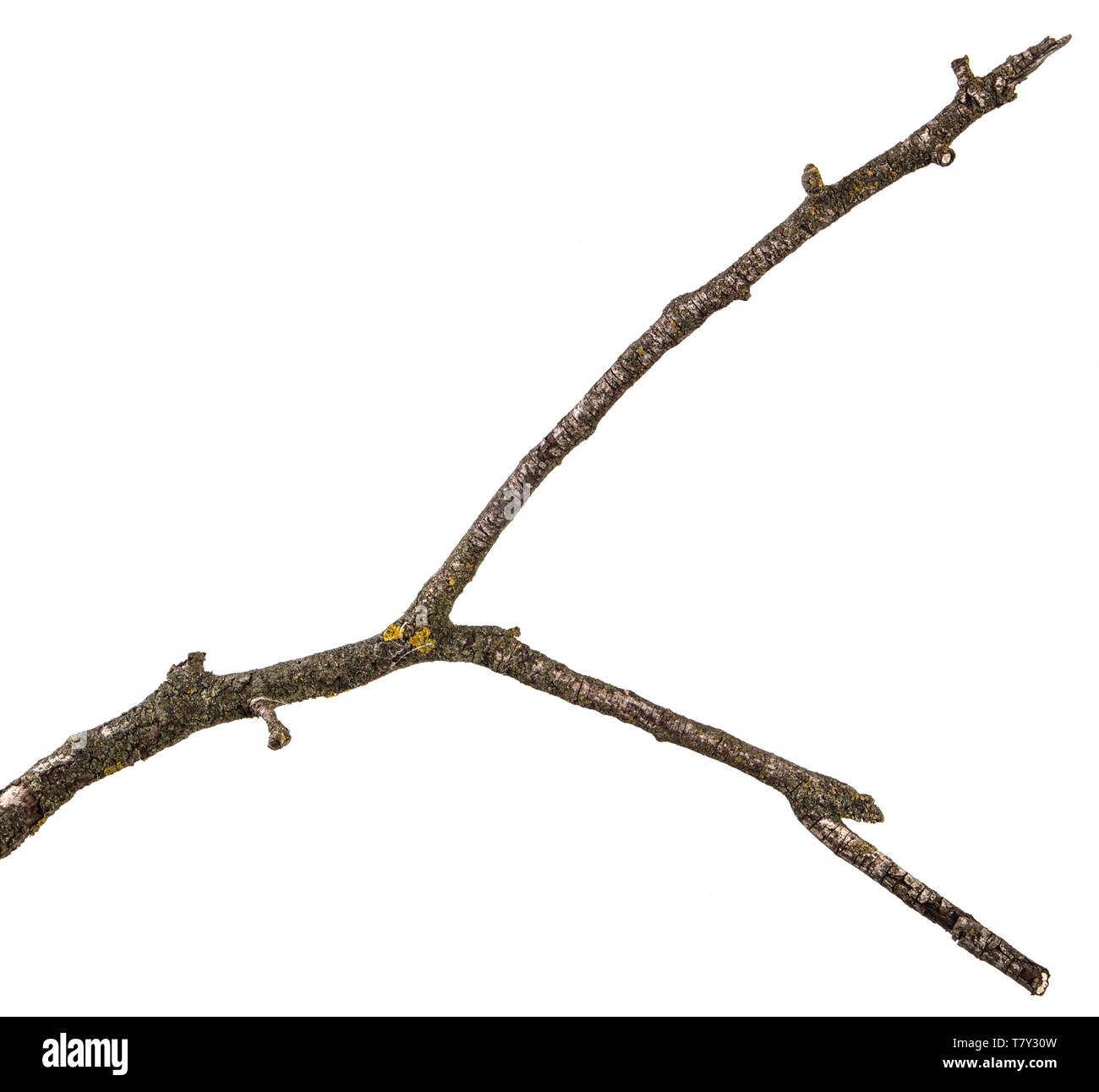 Teil einer trockenen Zweig einer toten Birnbaum. isoliert auf weißem Stockfoto