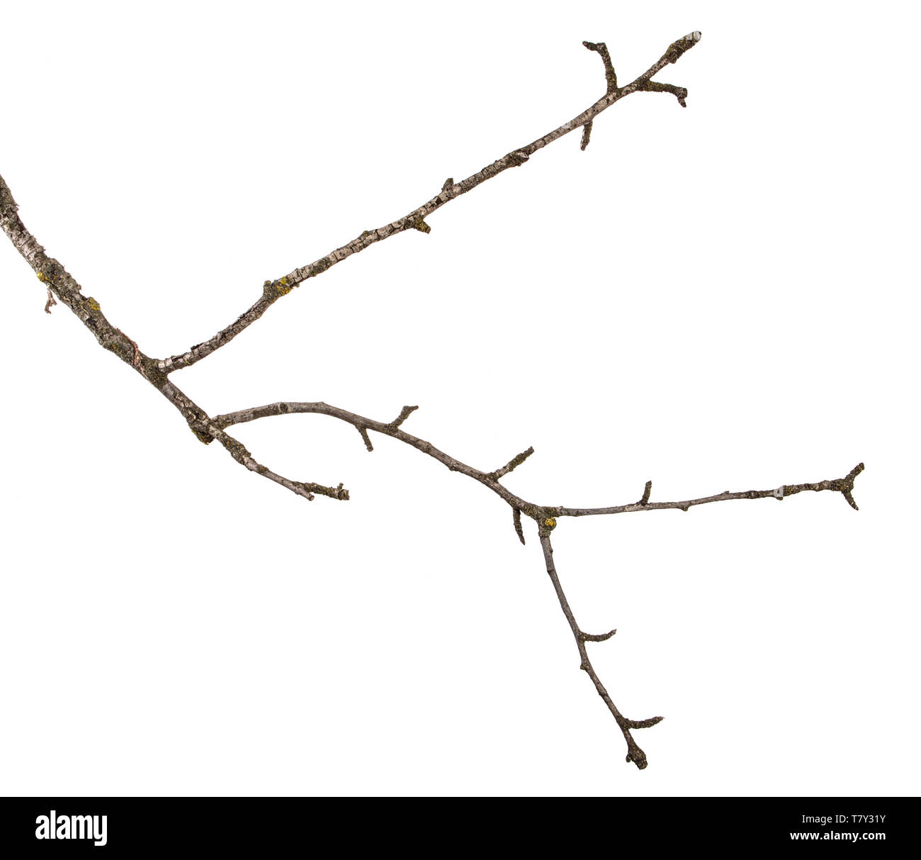 Teil einer trockenen Zweig einer toten Birnbaum. isoliert auf weißem Stockfoto
