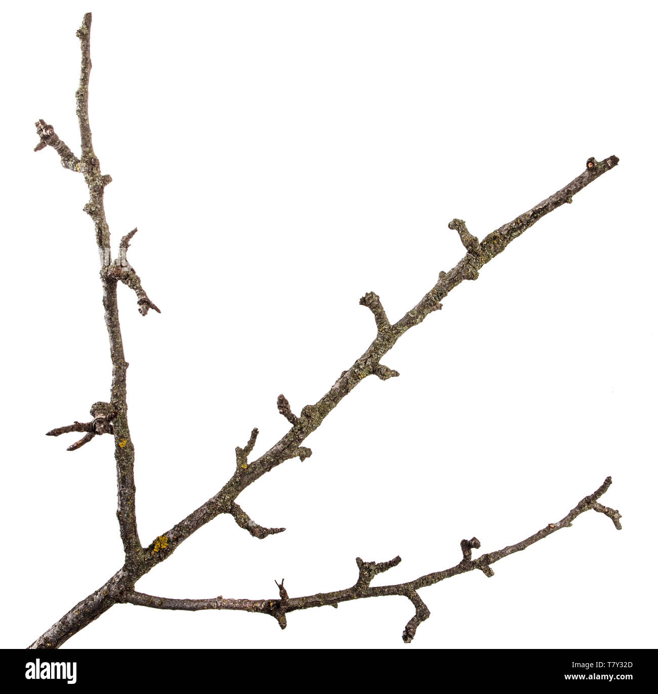 Teil einer trockenen Zweig einer toten Birnbaum. isoliert auf weißem Stockfoto