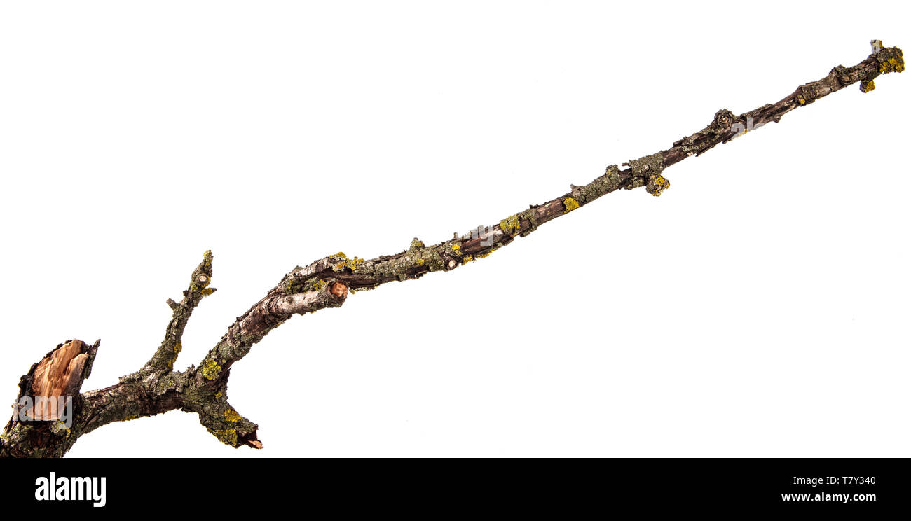 Teil einer trockenen Zweig einer toten Birnbaum. isoliert auf weißem Stockfoto