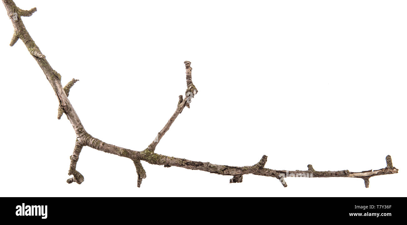 Teil einer trockenen Zweig einer toten Birnbaum. isoliert auf weißem Stockfoto
