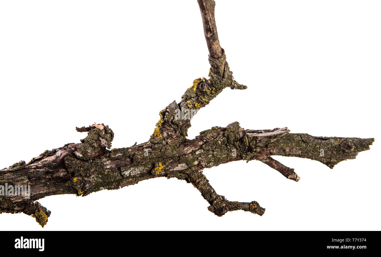 Teil einer trockenen Zweig einer toten Birnbaum. isoliert auf weißem Stockfoto