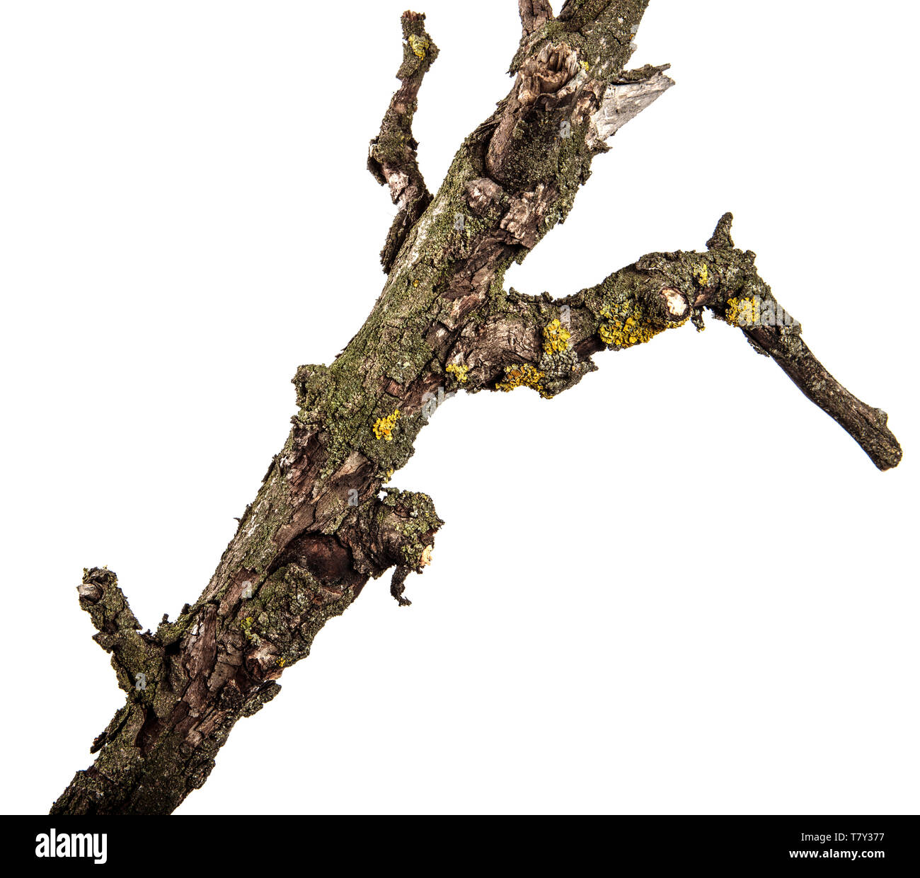 Teil einer trockenen Zweig einer toten Birnbaum. isoliert auf weißem Stockfoto