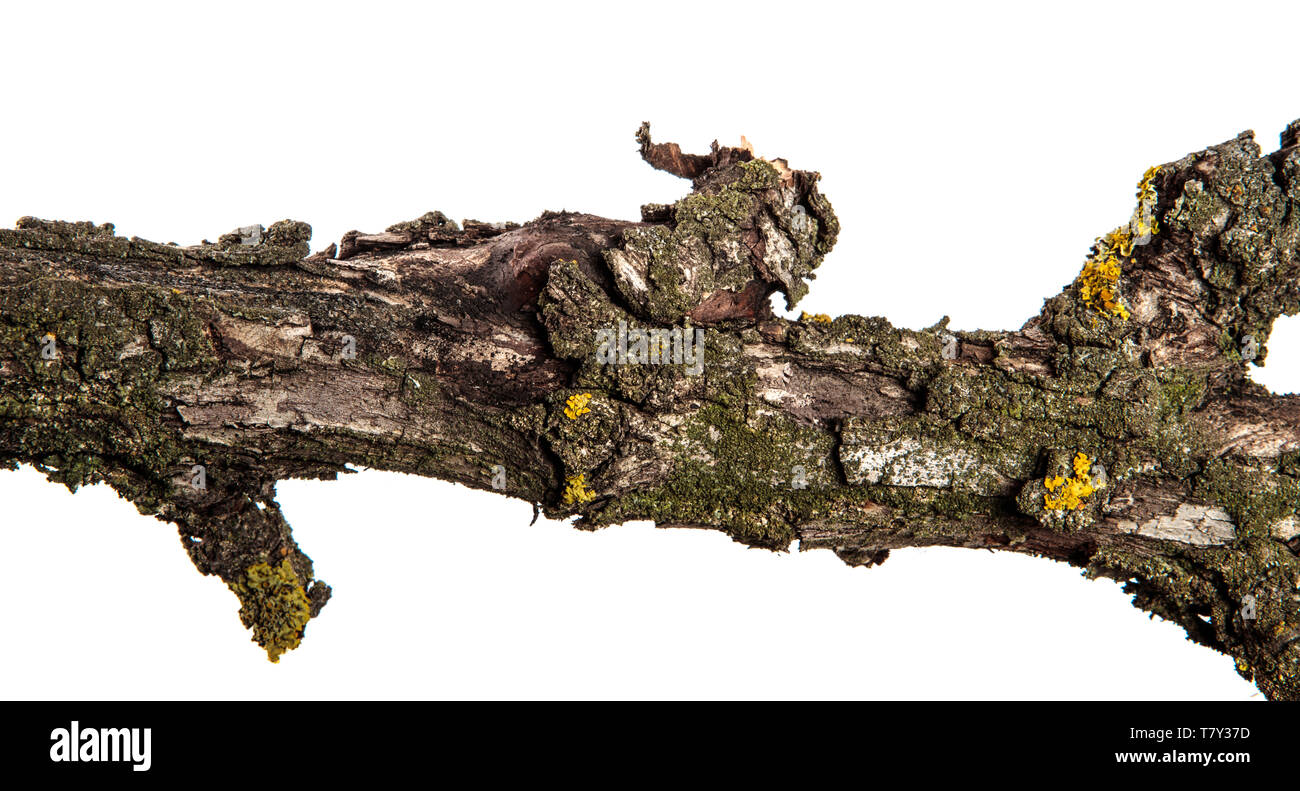 Teil einer trockenen Zweig einer toten Birnbaum. isoliert auf weißem Stockfoto