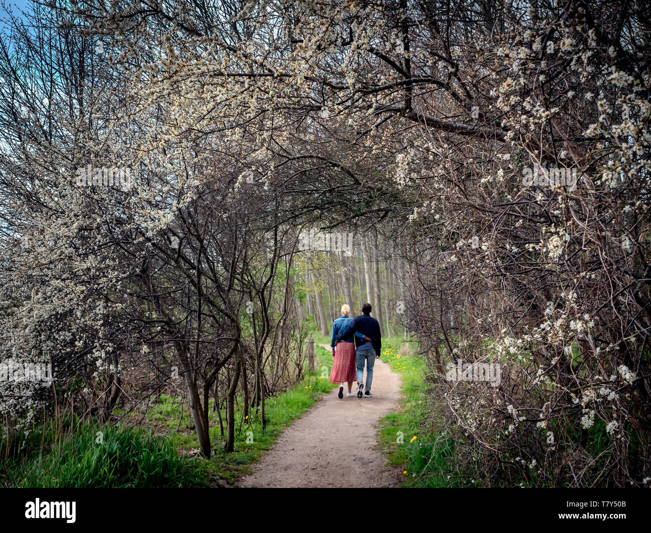 Weißdorn im Frühling blühende Tunnel Stockfoto