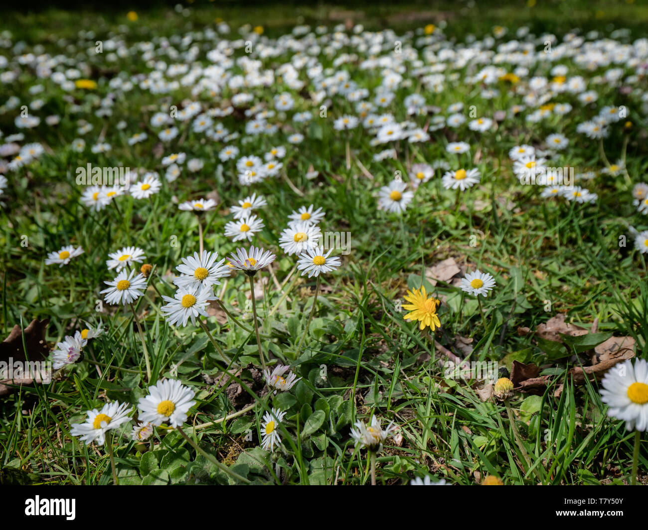 Gänseblümchen in einem Feld im Frühling Stockfoto