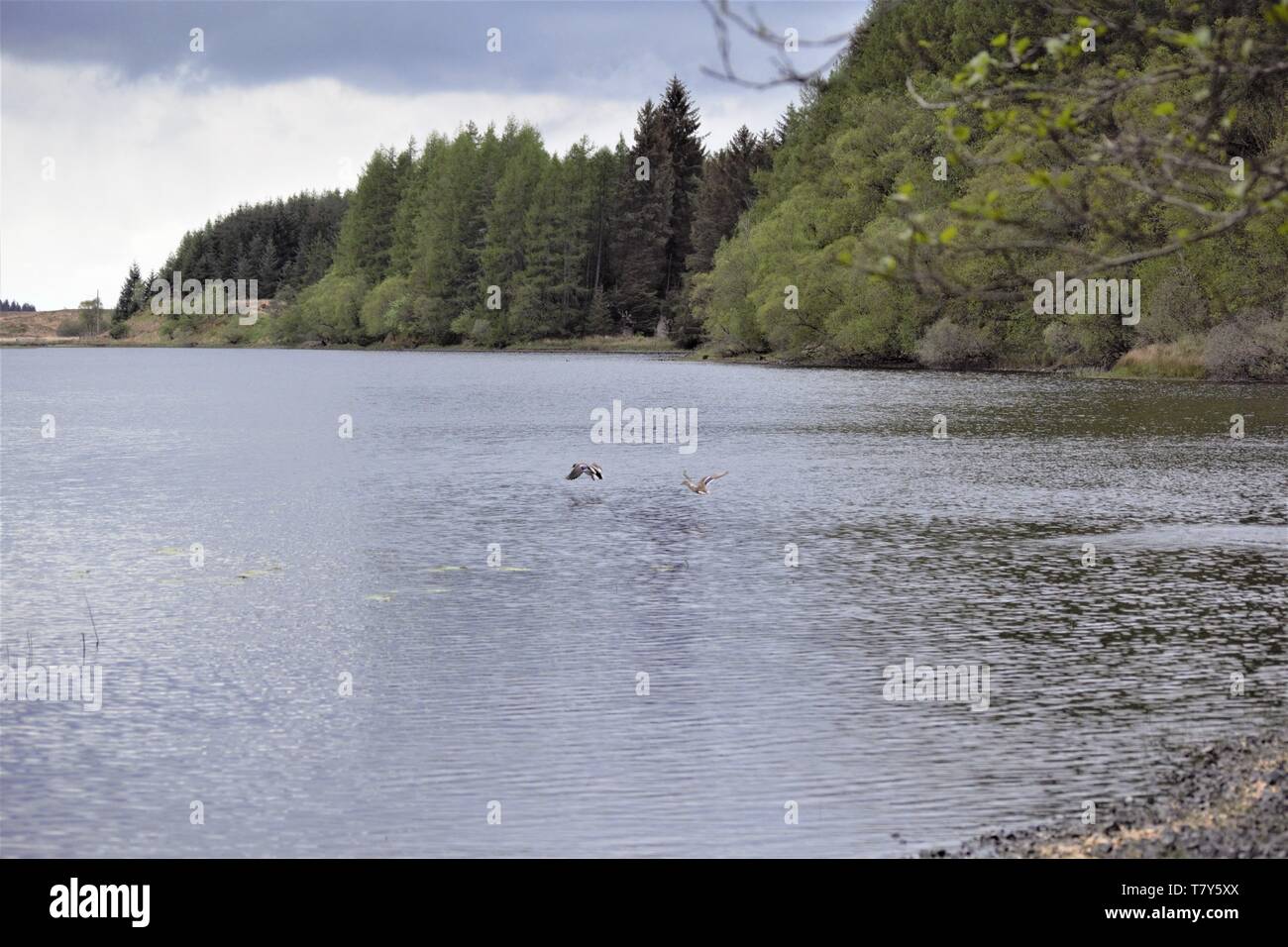 Wilden Stockente im Flug über Schottische Highlands Loch mit Wald Hintergrund. Stockfoto