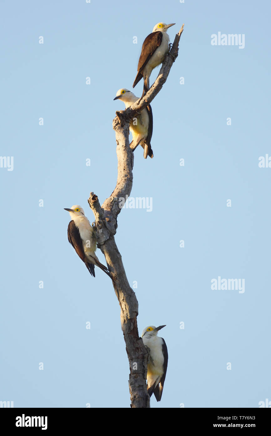 Weiße Specht Familie (melanerpes Candidus) auf einem toten Baum im Pantanal, Brasilien Stockfoto