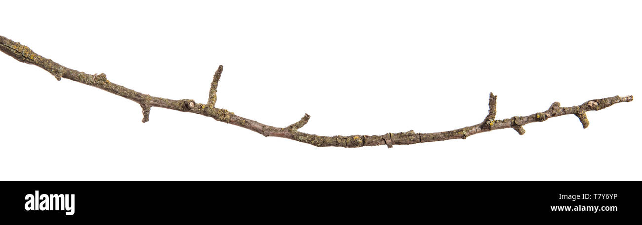 Trockene rissige Pear Tree Branch. isoliert auf weißem Stockfoto