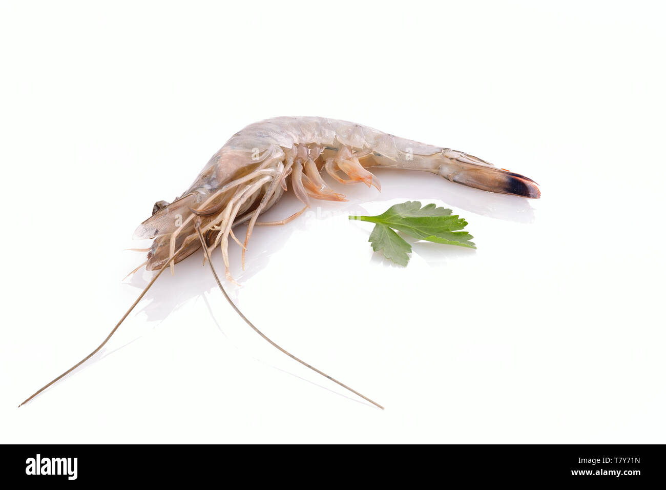 Krebstiere Garnelen und Meeresfrüchte weiß isoliert Stockfoto