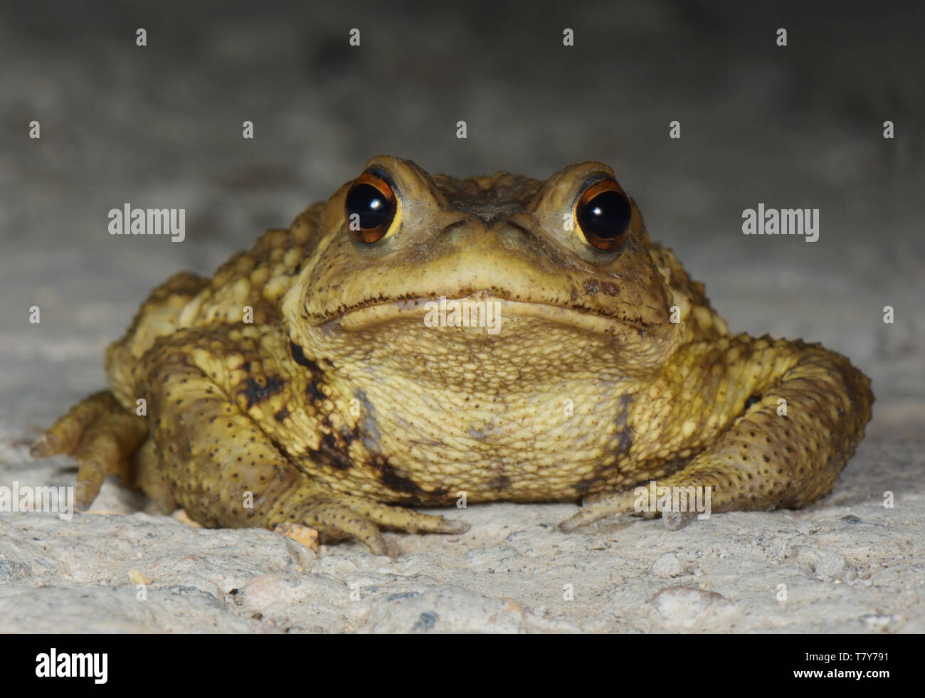 Asiatische Kröte (Bufo gargarizans) Gesicht - Auf in den nördlichen Hügeln der Provinz Beijing, China Stockfoto