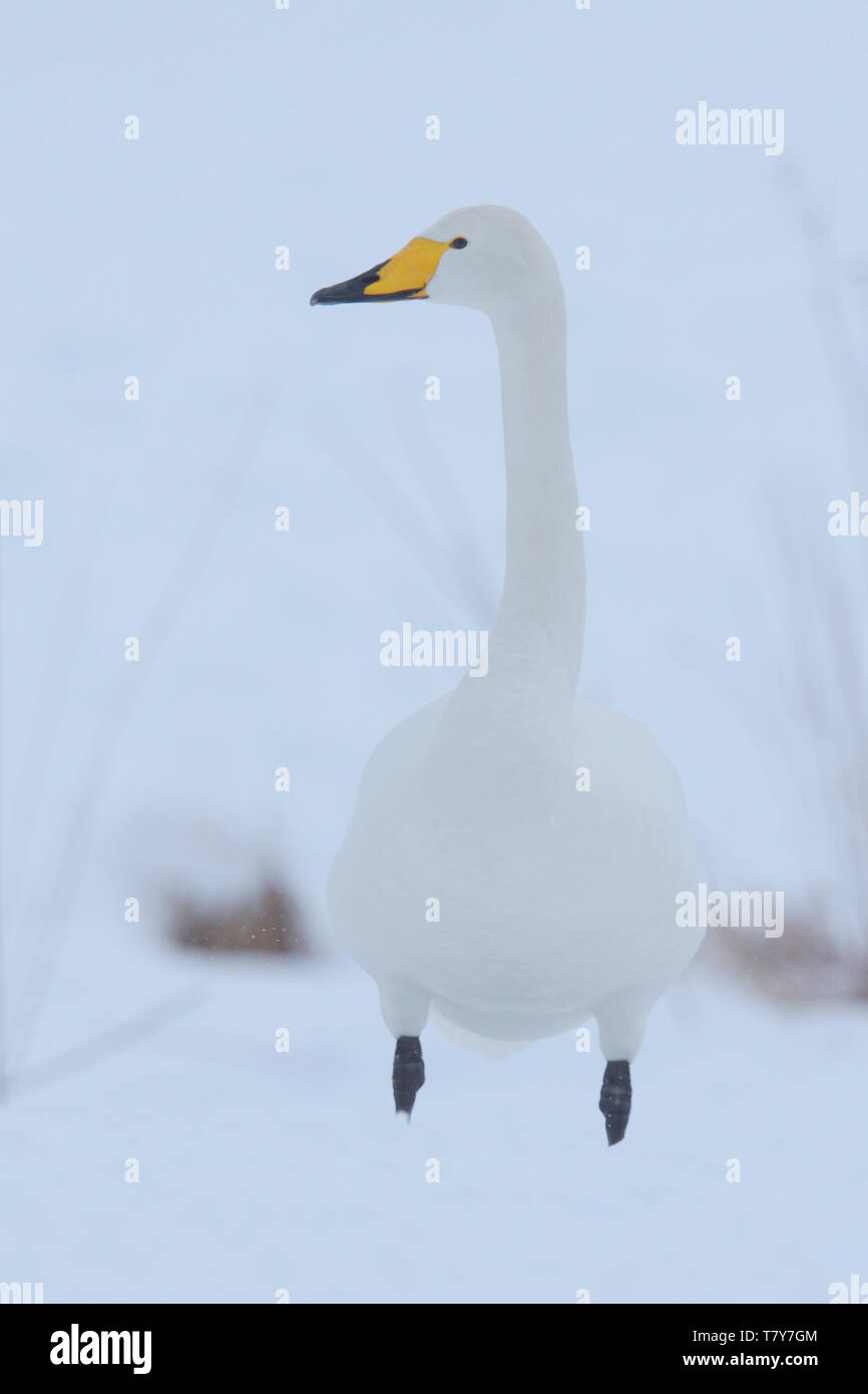 Singschwan (Cygnus Cygnus) im Winter Schnee auf der Insel Hokkaido, Japan. Stockfoto