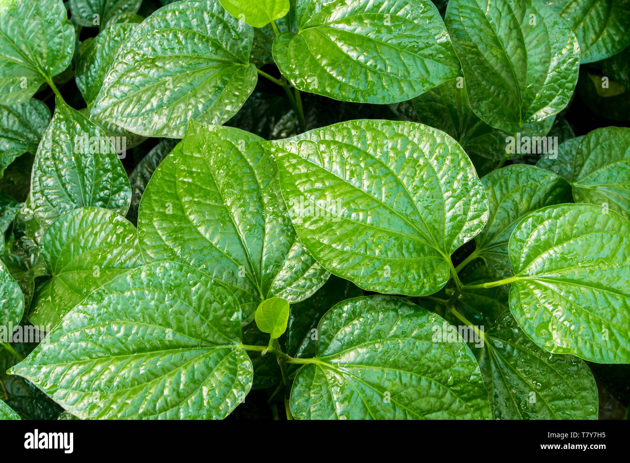 Oberflächenstruktur auf Blätter des Piper sarmentosum, Kraut pflanze Hintergrund oder Textur Stockfoto