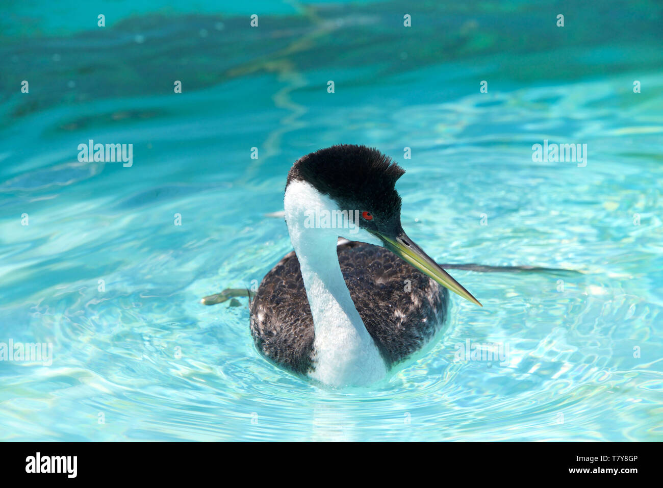 Ein Western Grebe Schwimmen im klaren Wasser. Volkstümliche Namen gehören dabchick, Swan grebe und Swan-necked Grebe. Stockfoto