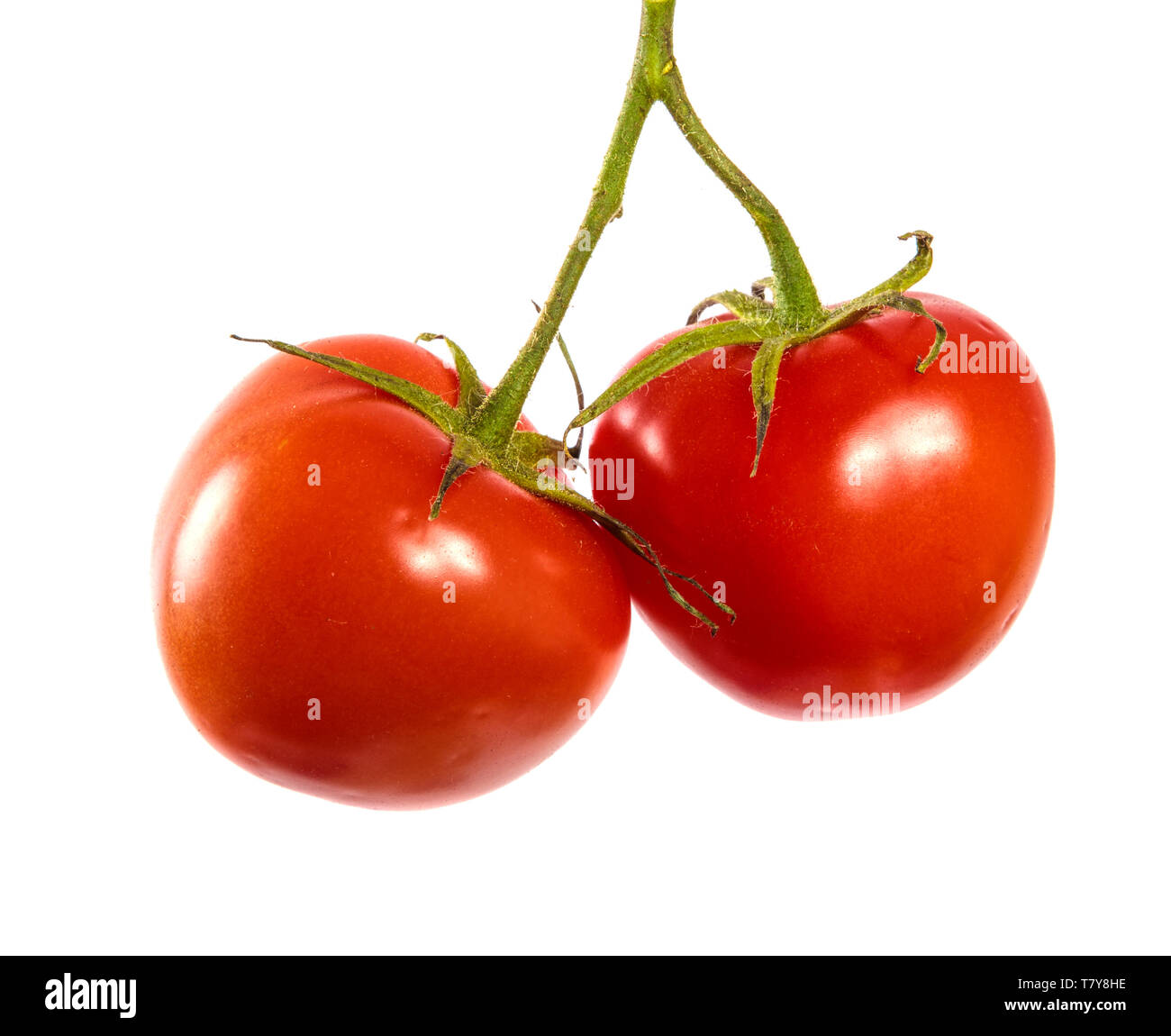 Reife rote Tomaten auf einem Zweig. Weiß Stockfoto