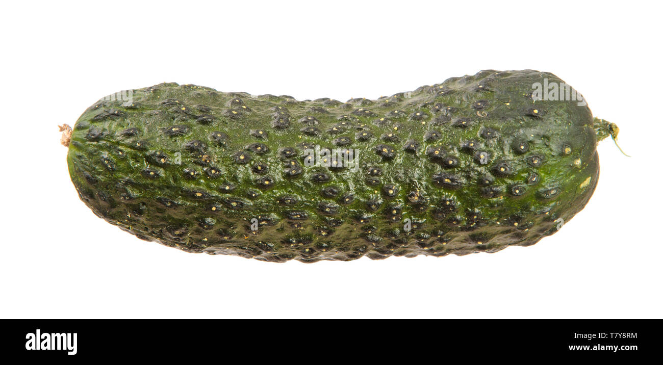 Reif grüne Gurke mit Pickel. Auf einem weißen Stockfotografie - Alamy