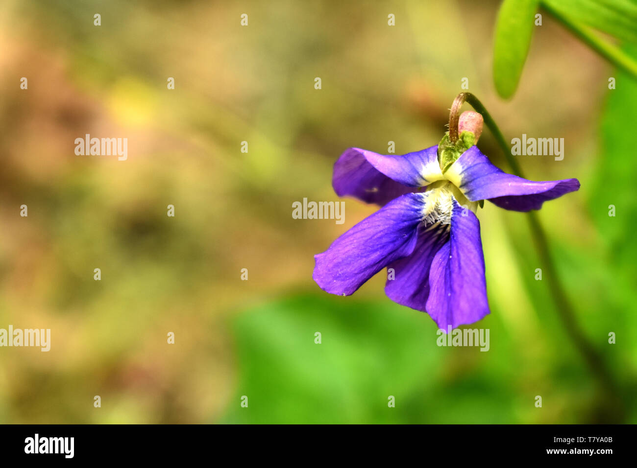 Nahaufnahme des Gemeinsamen blauen Veilchen (Viola sororia) Stockfoto