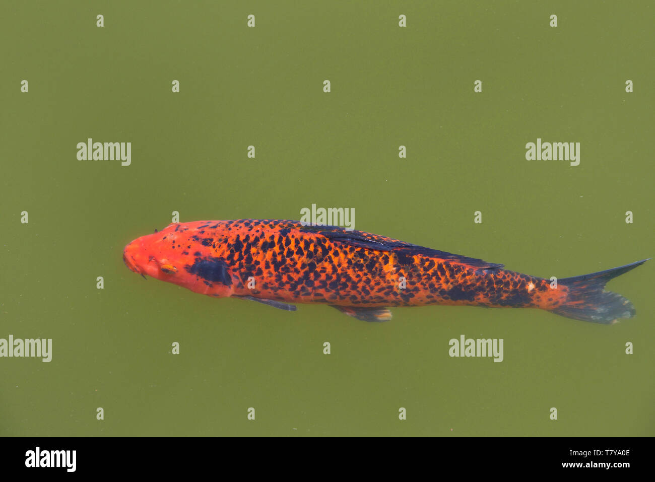 Koi Koi, oder genauer gesagt einem farbigen Sorten von Amur Karpfen, die für dekorative Zwecke im Außenbereich koi Teich gehalten werden, trüben von überwucherung Stockfoto