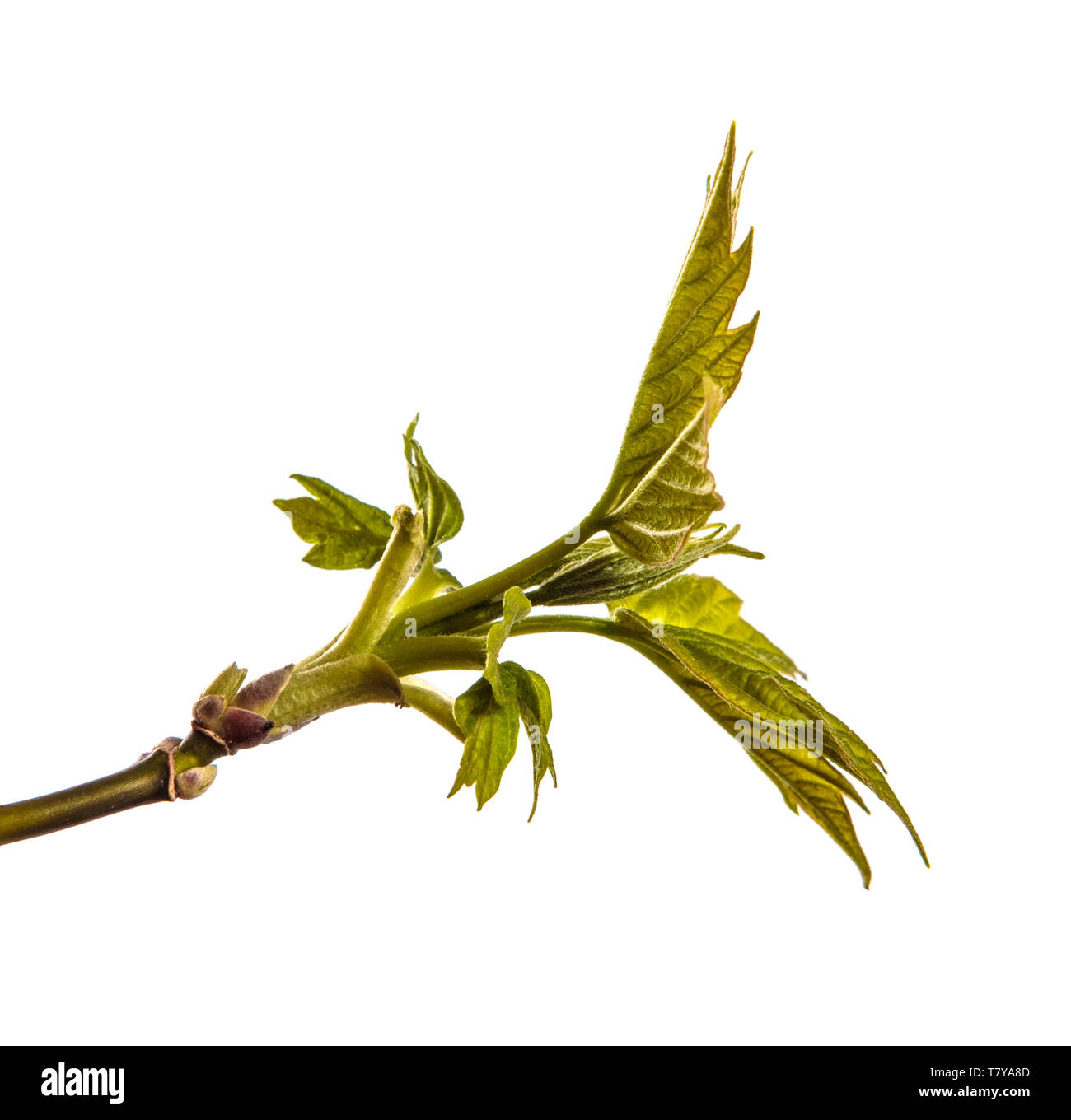 Maple Tree Branch mit jungen grünen Blättern. isoliert auf weißem Stockfoto