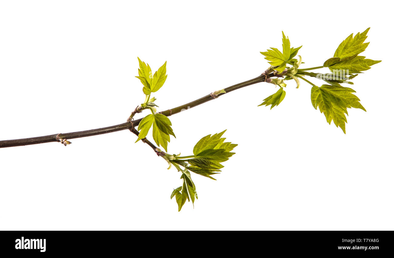 Maple Tree Branch mit jungen grünen Blättern. isoliert auf weißem Stockfoto