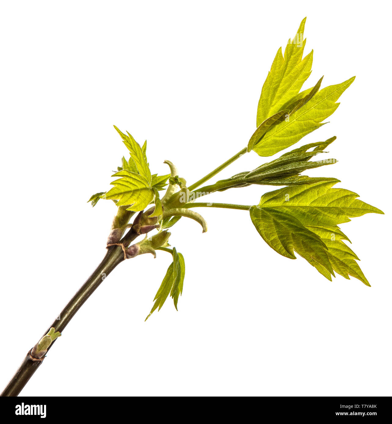 Maple Tree Branch mit jungen grünen Blättern. isoliert auf weißem Stockfoto