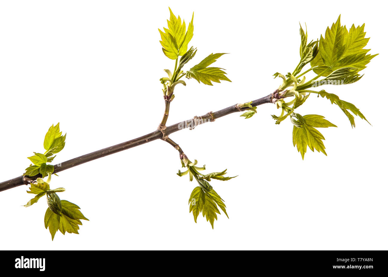 Maple Tree Branch mit jungen grünen Blättern. isoliert auf weißem Stockfoto