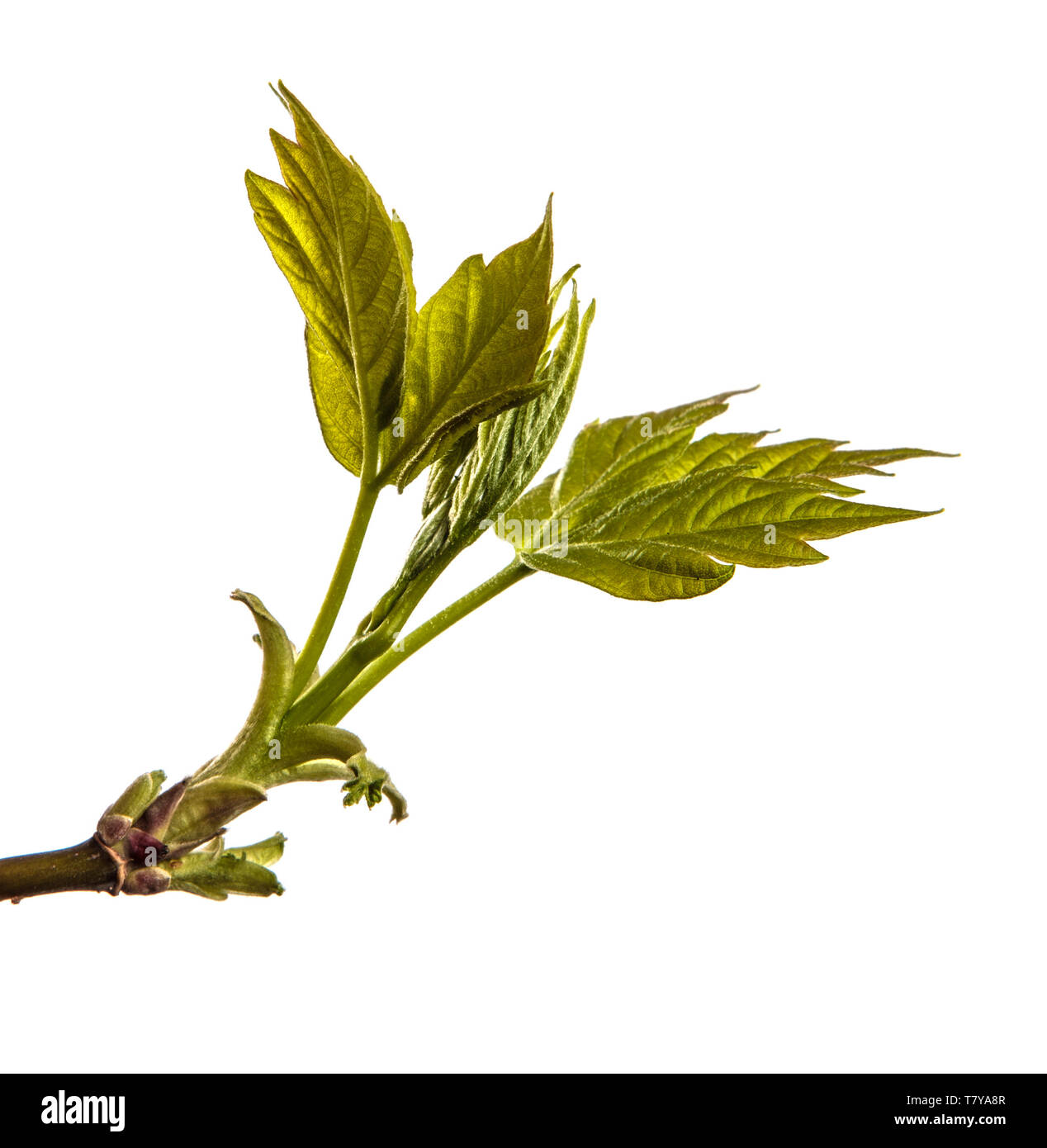 Maple Tree Branch mit jungen grünen Blättern. isoliert auf weißem Stockfoto