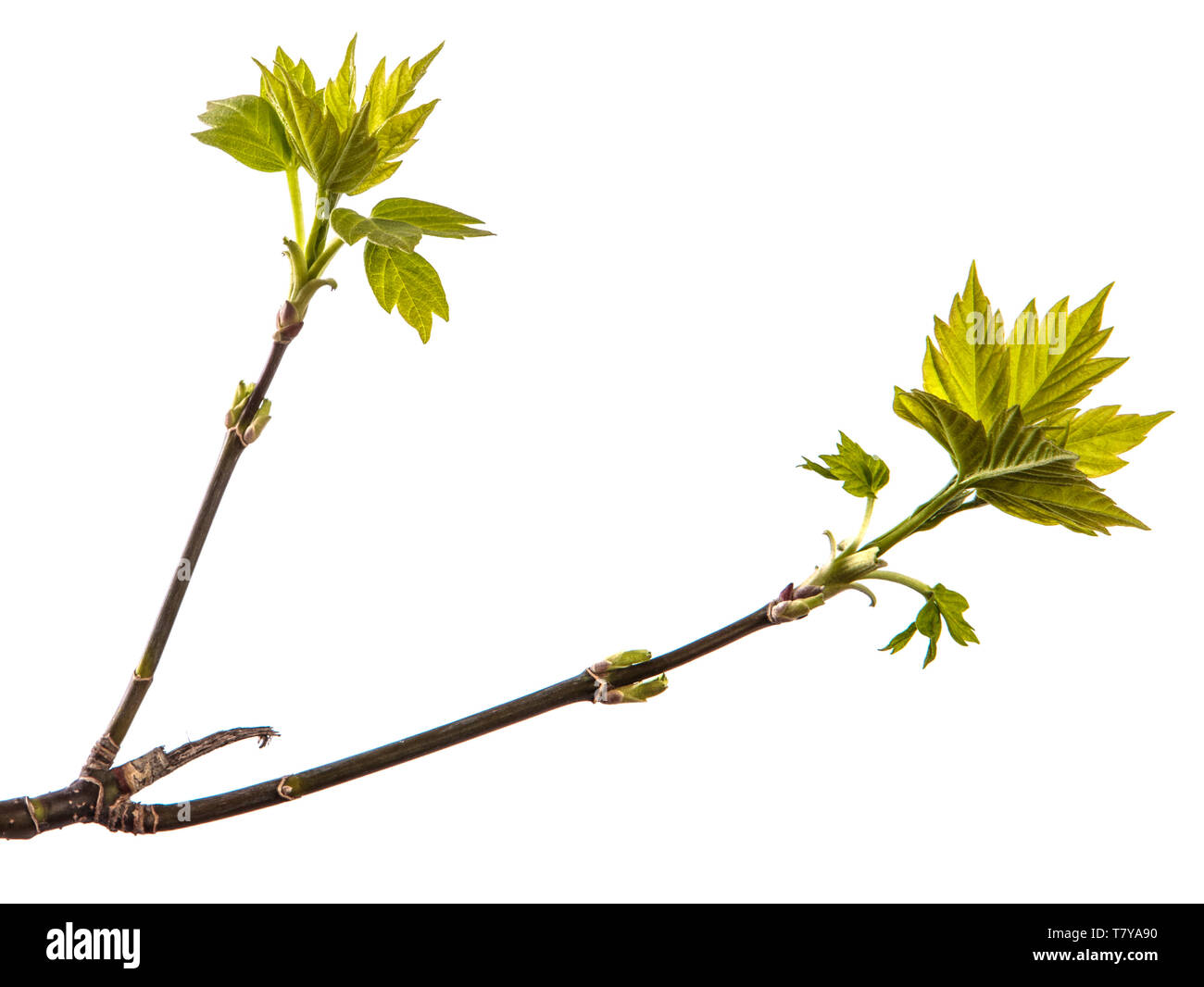 Maple Tree Branch mit jungen grünen Blättern. isoliert auf weißem Stockfoto