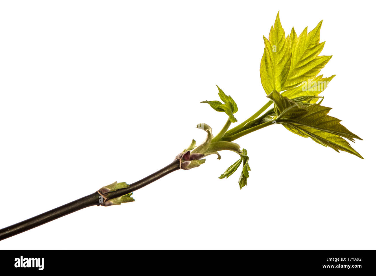 Maple Tree Branch mit jungen grünen Blättern. isoliert auf weißem Stockfoto