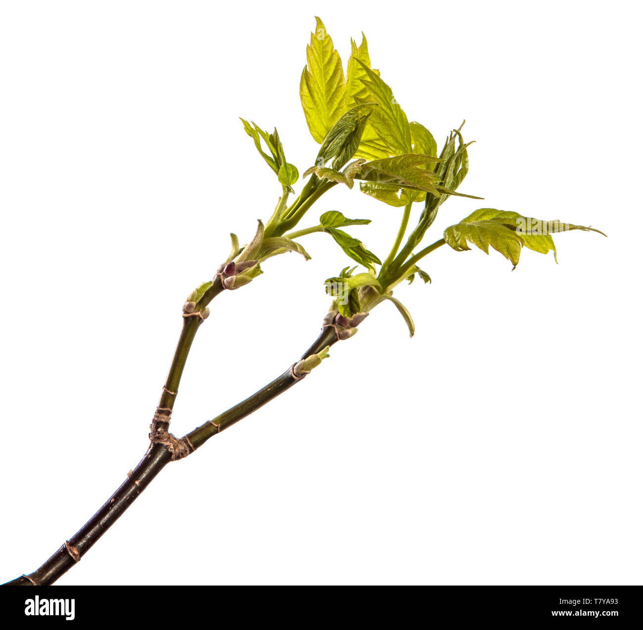 Maple Tree Branch mit jungen grünen Blättern. isoliert auf weißem Stockfoto