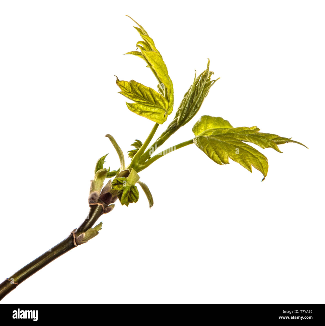 Maple Tree Branch mit jungen grünen Blättern. isoliert auf weißem Stockfoto