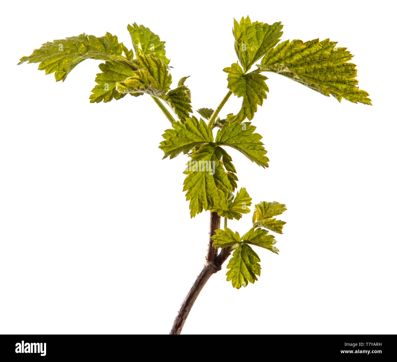 Himbeere Bush mit jungen grünen Blättern. isoliert auf weißem Stockfoto