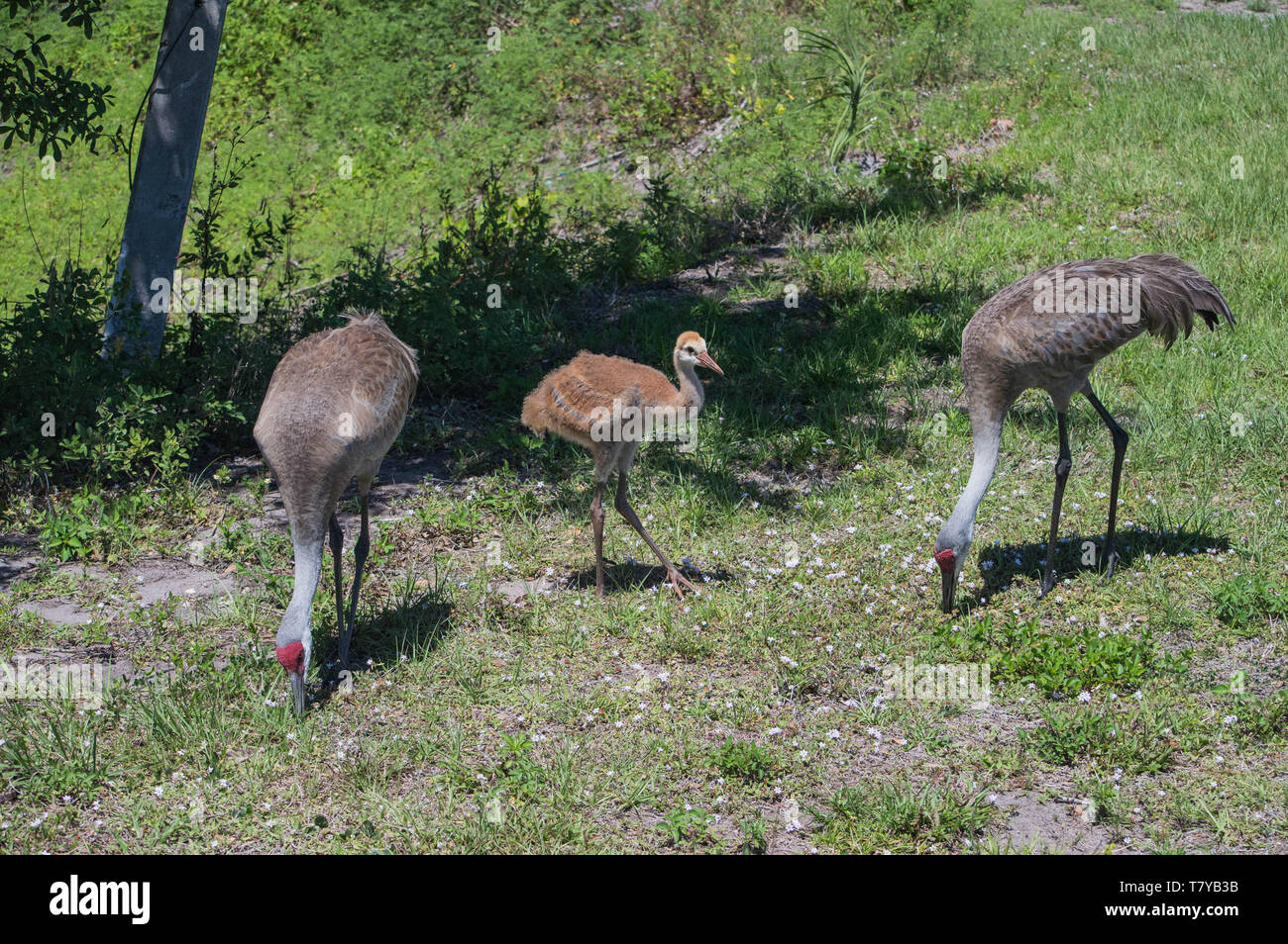 Antigone Canadensis, Florida Sandhill Crane Eltern und Jugendliche großer Großer gefiederten Tiere Vögel langen Beinen stehend Fütterung Futter Gras Wiese Stockfoto