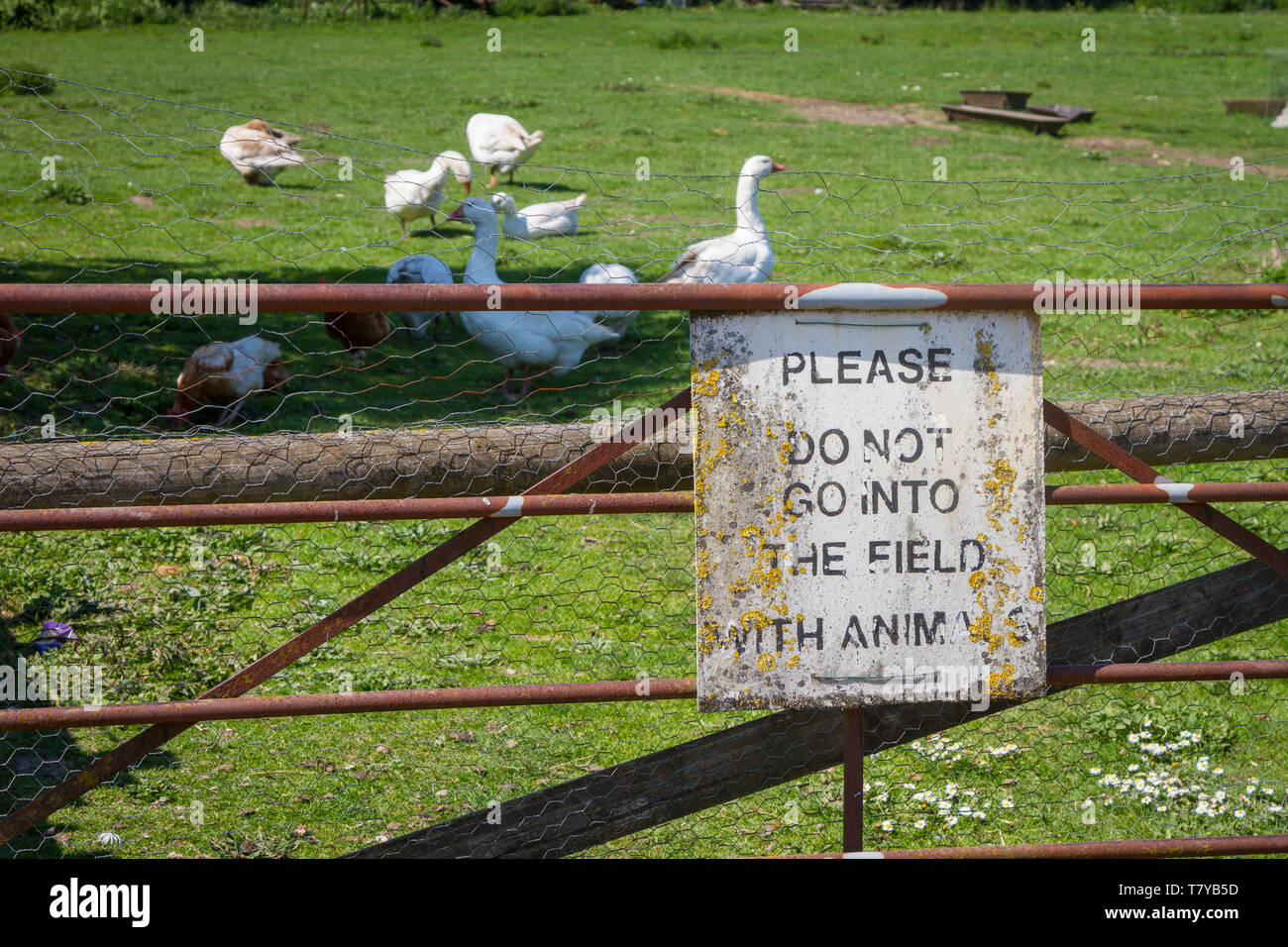 Eine alte rostige Warnschild auf einer Farm gate lesen' Bitte nicht in dem Feld mit der Tiere mit freier Bereich weiße Gänse hinter gehen. Stockfoto