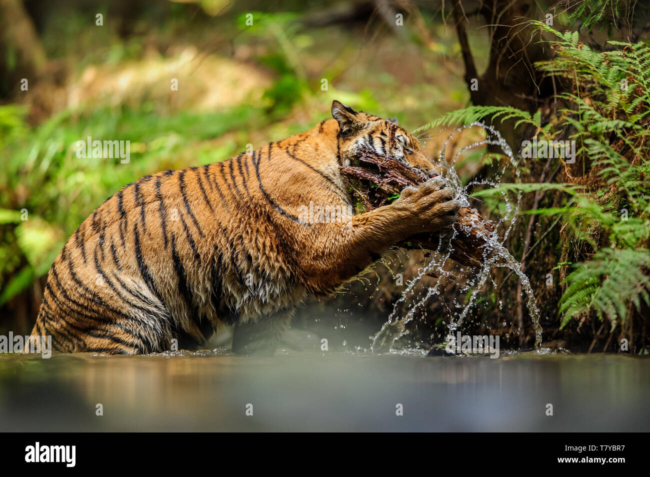 Sibirische Tiger mit Klumpen der Baum im Fluss. Gefährliches Tier spielt mit Holz im Wasser. Panthera tigris altaica Stockfoto