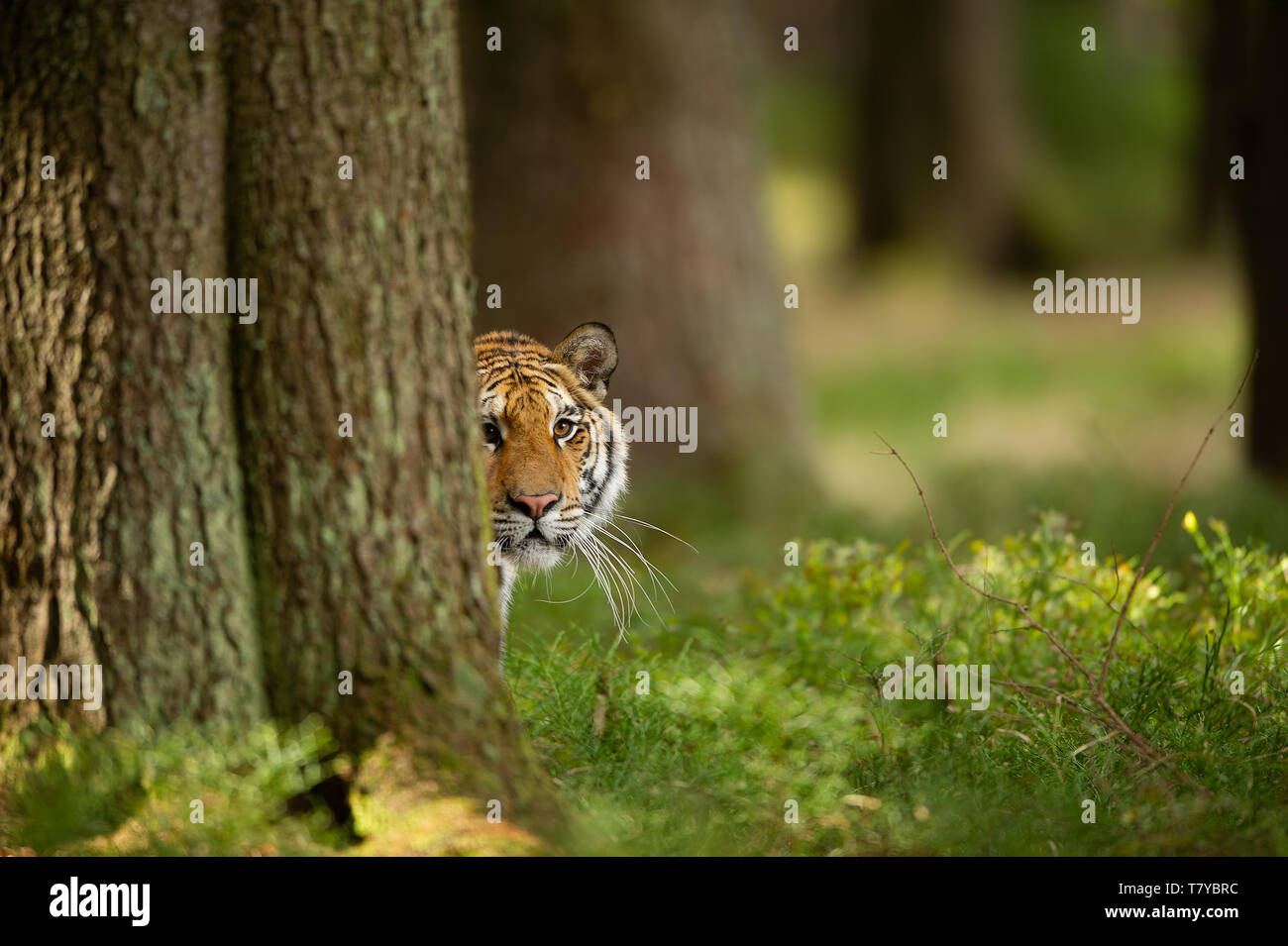 Tiger lugen hinter einem Baum. Dangerou Tier im Wald. Sibirische Tiger Panthera tigris altaica Stockfoto