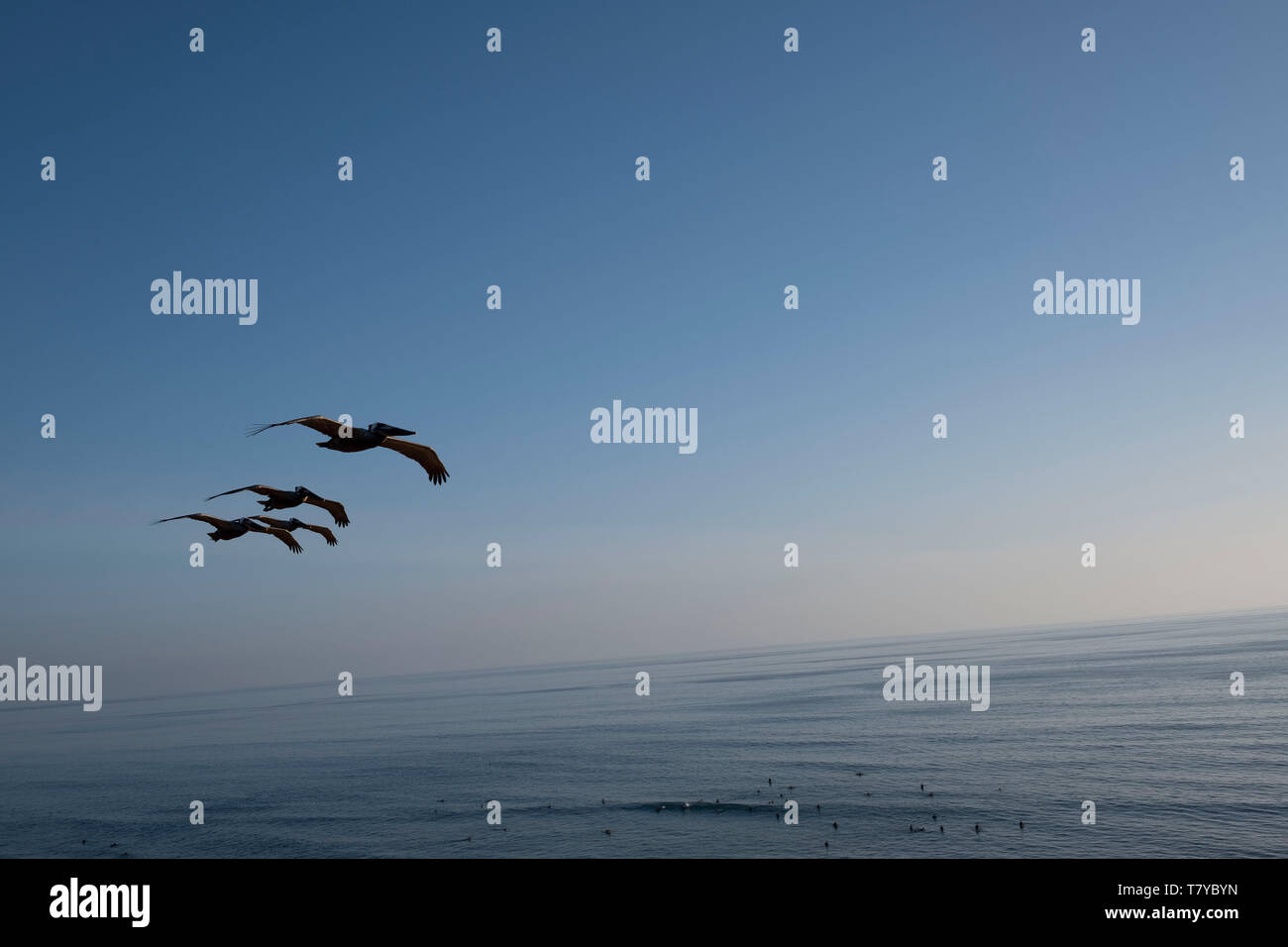 Seevögel Fliegen über dem Meer bei Sonnenuntergang Stockfoto