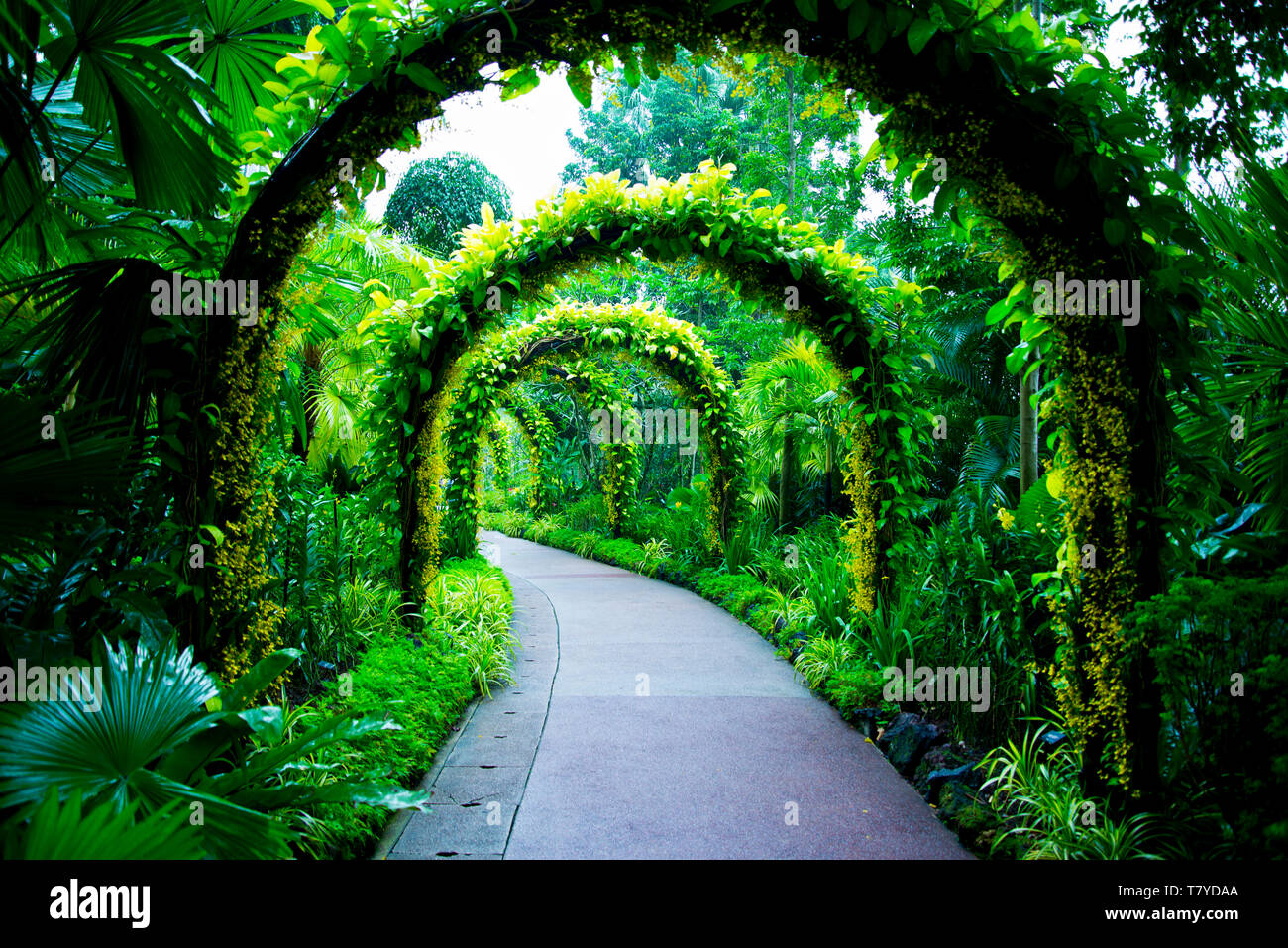 National Orchid Garden - Singapur Stockfoto