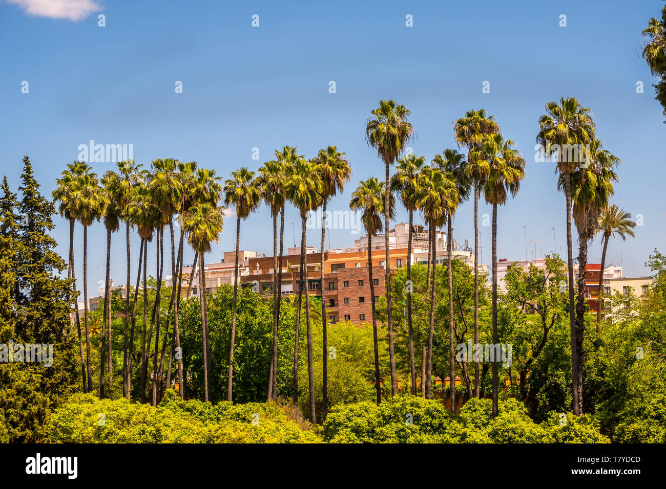 Real Alcazar Gärten in Sevilla Spanien Stockfoto