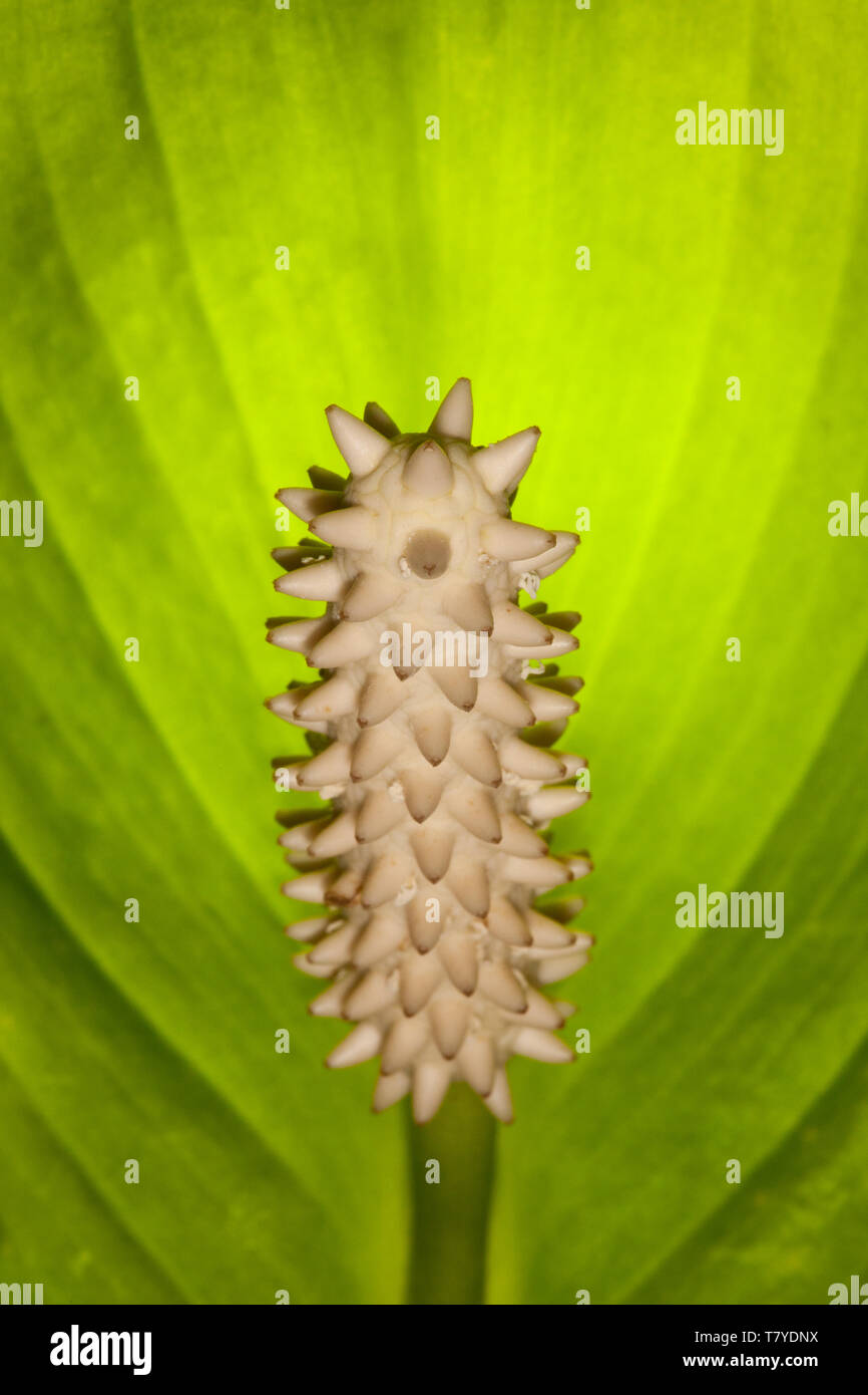 Schöne Peace Lily Blume und Blatt im Regenwald des Cerro Hoya Nationalparks, Veraguas Provinz, Republik Panama, Mittelamerika. Stockfoto