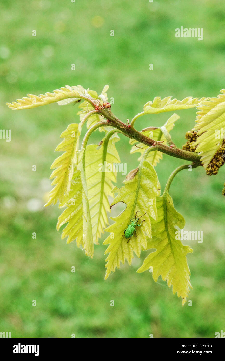 Grüner Käfer auf einem frischen Blatt, Eiche Quercus x deamii Blätter neue Eiche Frühling Stockfoto