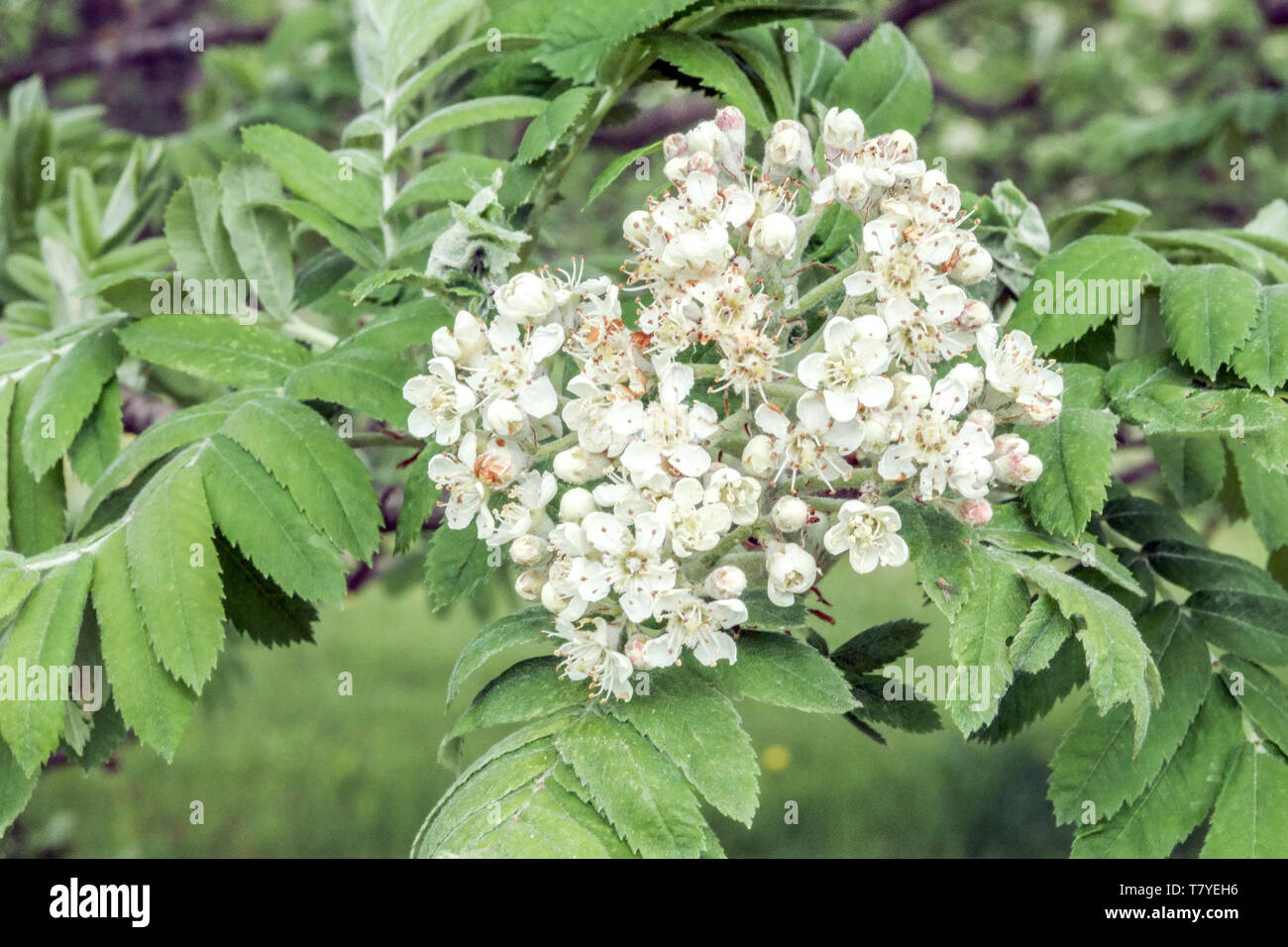 Blütenstand, Service Baum, Sorbus domestica Stockfoto