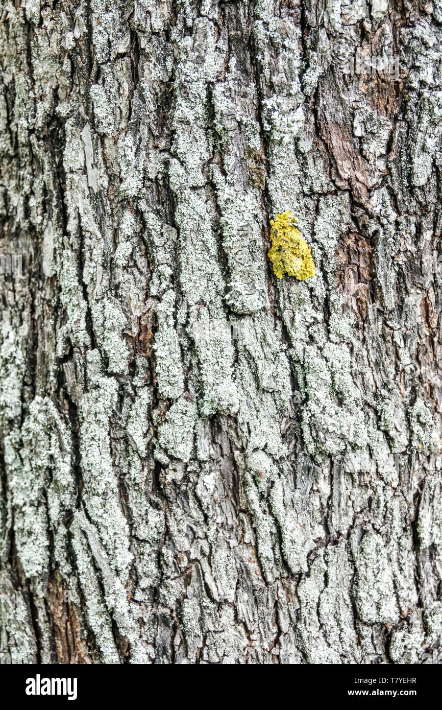 Baumrinde, Service Baum, Sorbus domestica Stockfoto