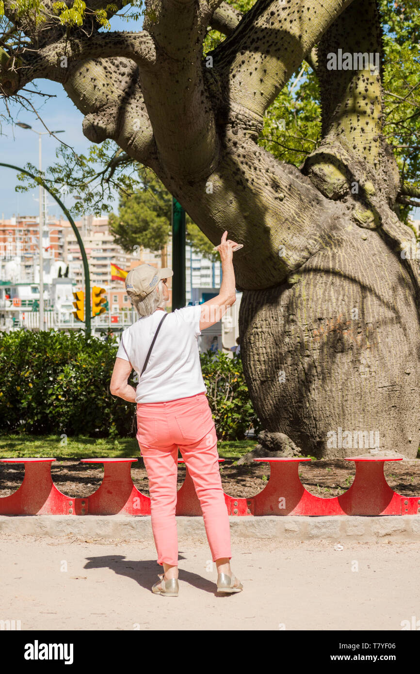 Ältere Frau touristische mit Hut, am grossen Glasschlacke Seide Baum im Park in Malaga, Andalusien, Spanien zeigt. Stockfoto