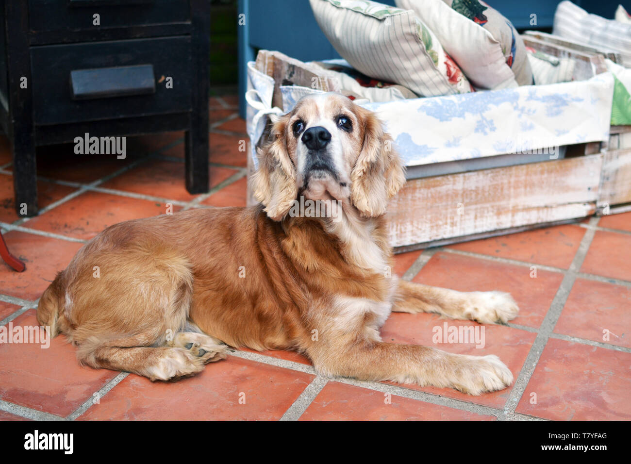 Alte cocker spaniel ruhen Stockfoto