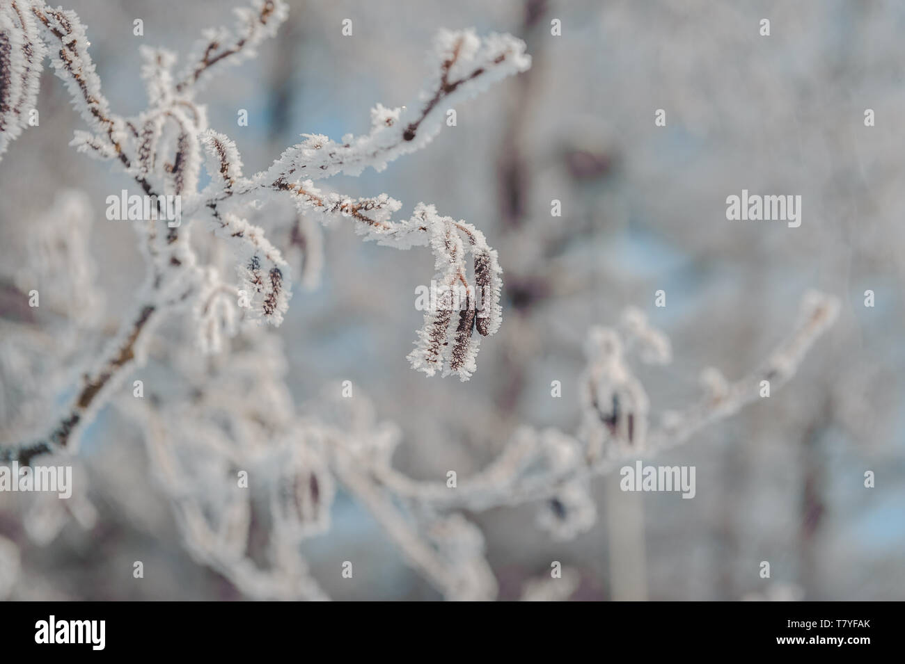 Baum palmkätzchen mit Frost bedeckt. Schönen winter Hintergrund. Close-up. Soft Focus Stockfoto