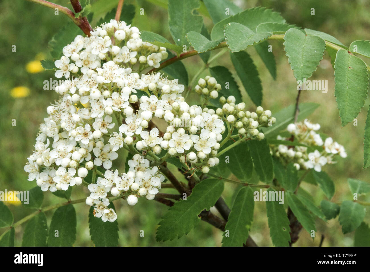 Blütenstand, weiße Blüten, Blätter, Sorbus 'Teppich aus Gold' Stockfoto