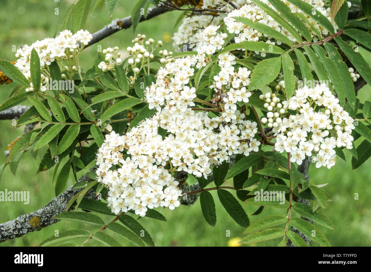 Blütenstand, weiße Blüten, Blätter, Sorbus 'Brilliant Yellow' Sorbus aucuparia Blume Stockfoto